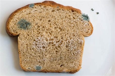 bread mold facts.